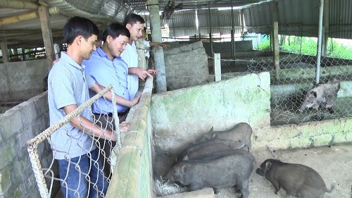 Quảng Trị: Một nông dân phát tài nhờ nuôi thứ lợn trông xấu xí, tướng dữ tợn, chưa lớn lái đã đòi mua